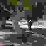 sam2