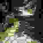 sam23