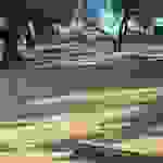 sam26