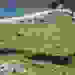 sam7