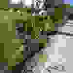 sk2