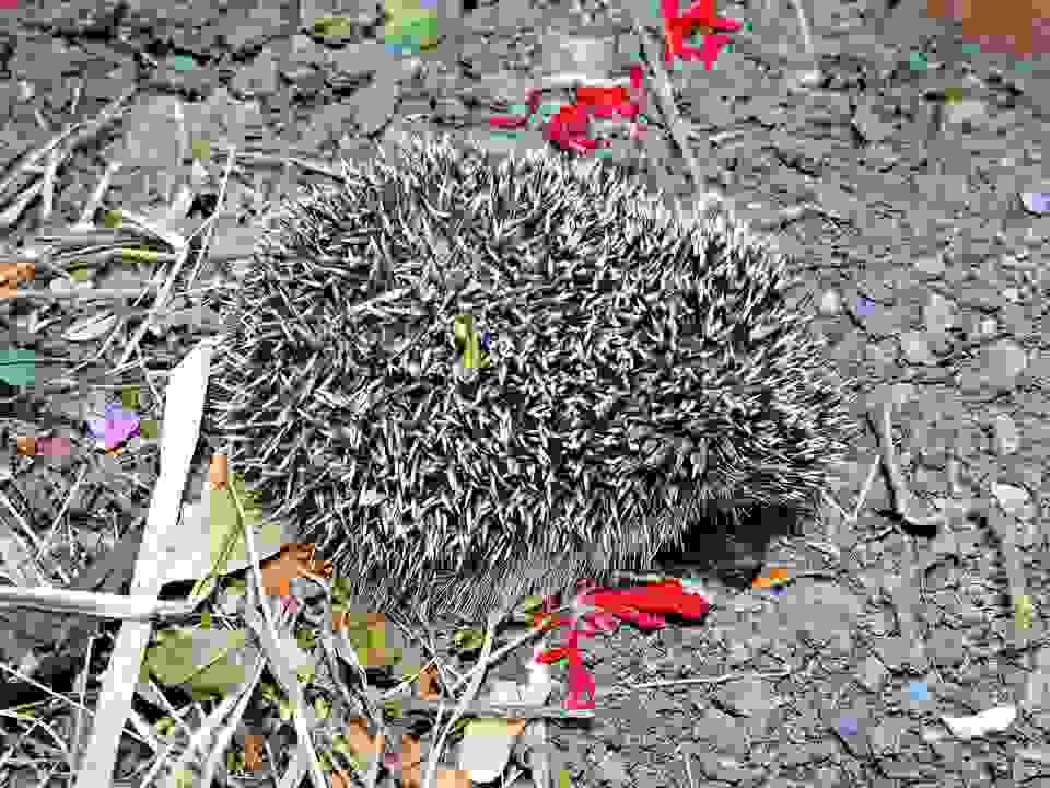 skantz