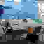 v1