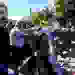 ag20