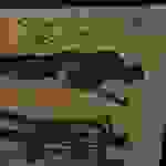 an19