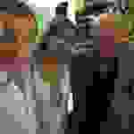 dash11