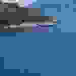 kom23