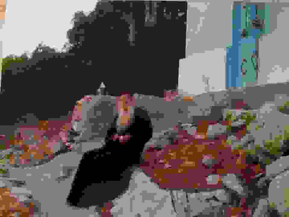Mitr1