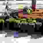 pla