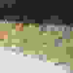 sam12
