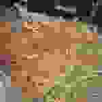 sam1