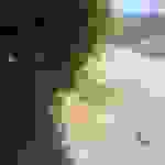 sam2