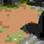 sam2