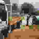 sam