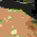 sam