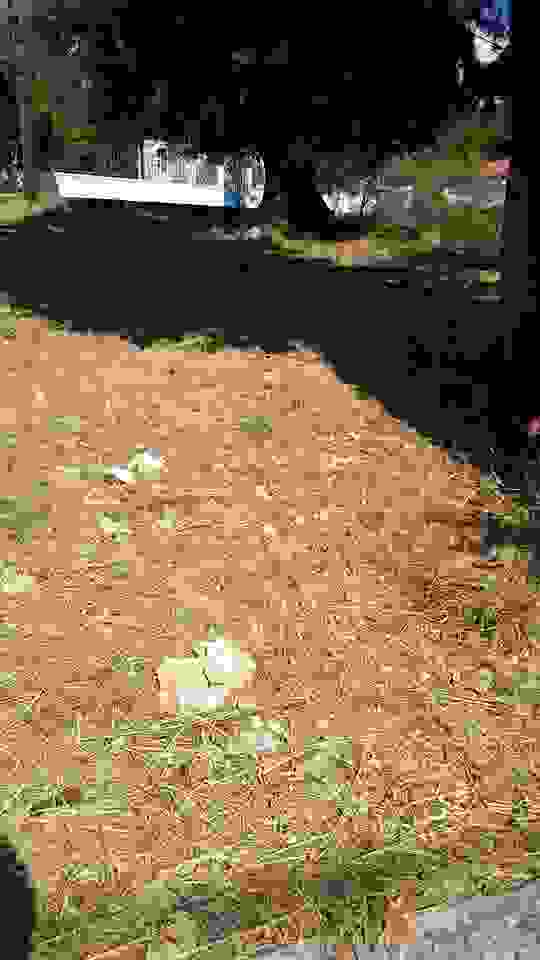 sam