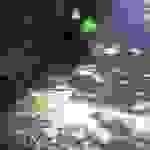 sam9