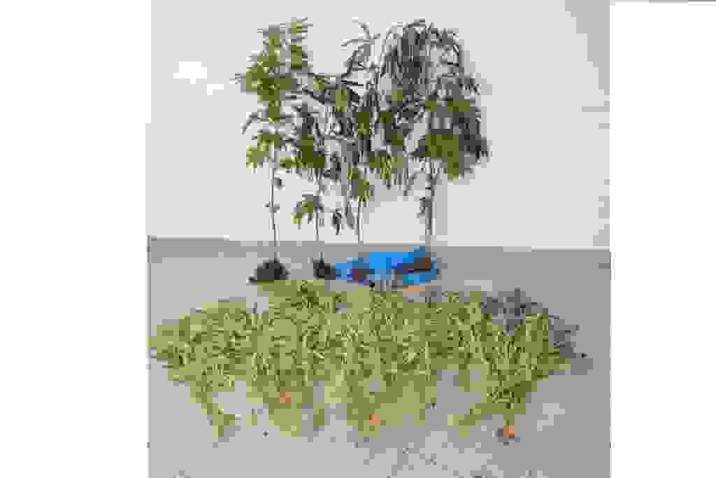 ast