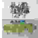 ast