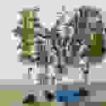 ast1