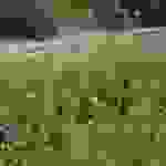ast2