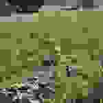 ast3