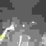 bees3