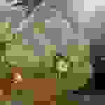 costas