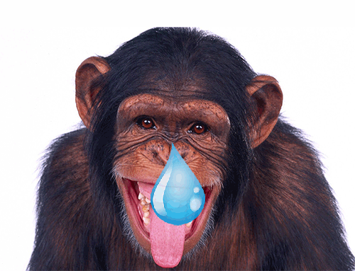 Monkey Drip