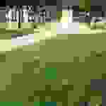 sam11