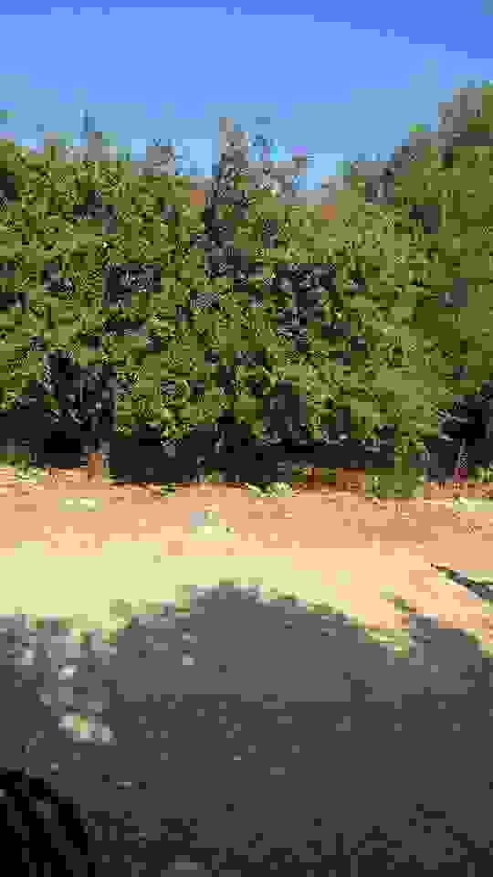 sam14