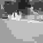 sam2