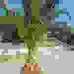 sam2