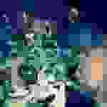 sam4