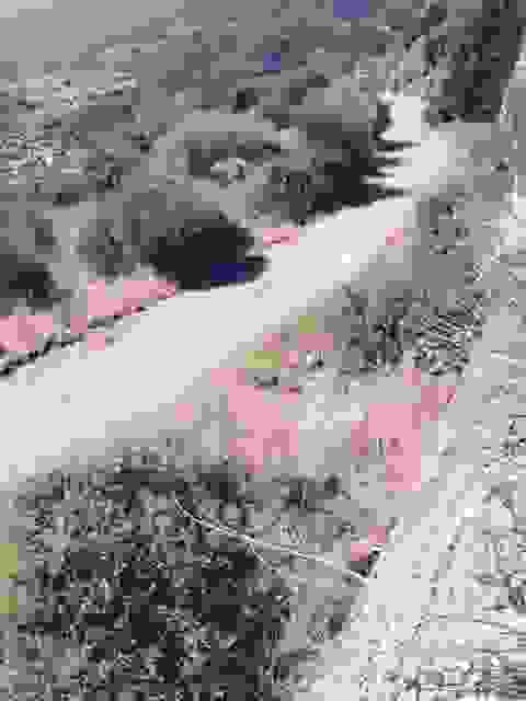 sam6