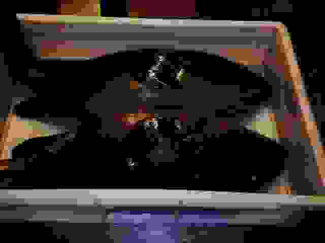 vin1