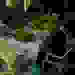 alex6