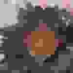 an