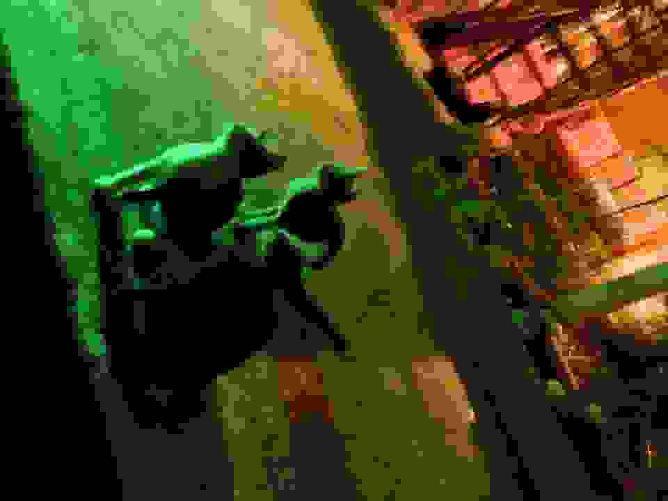 an41