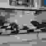 an49