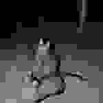 an61