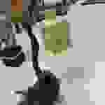 an62