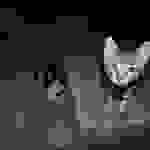 an62