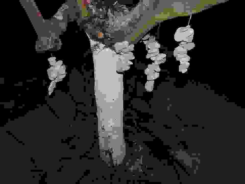 an66