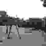 an66