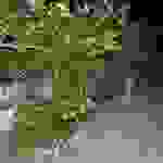 an75