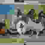 an76