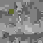 ast