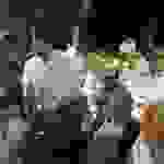 dim3