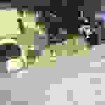 jer1